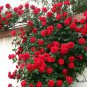 Rosa Chinensis, China Rose Seed 2000 PCS, Chinese Rose Yueji