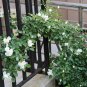 Rosa Chinensis, China Rose Seed 2000 PCS, Chinese Rose Yueji