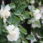 Rosa Chinensis, China Rose Seed 2000 PCS, Chinese Rose Yueji