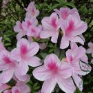 Rhododendron Simsii, Sims Azalea Seed 1000 PCS, Indian Azalea Du Juan
