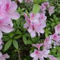 Rhododendron Simsii, Sims Azalea Seed 1000 PCS, Indian Azalea Du Juan