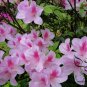 Rhododendron Simsii, Sims Azalea Seed 1000 PCS, Indian Azalea Du Juan