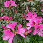 Rhododendron Simsii, Sims Azalea Seed 1000 PCS, Indian Azalea Du Juan