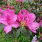 Rhododendron Simsii, Sims Azalea Seed 1000 PCS, Indian Azalea Du Juan