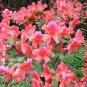 Rhododendron Simsii, Sims Azalea Seed 1000 PCS, Indian Azalea Du Juan