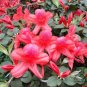Rhododendron Simsii, Sims Azalea Seed 1000 PCS, Indian Azalea Du Juan