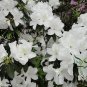 Rhododendron Simsii, Sims Azalea Seed 1000 PCS, Indian Azalea Du Juan