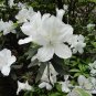 Rhododendron Simsii, Sims Azalea Seed 1000 PCS, Indian Azalea Du Juan