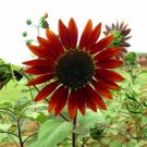 Red Sunflower, Helianthus Annuus Seed 300 PCS, Hong Xiangrikui