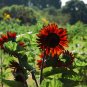 Red Sunflower, Helianthus Annuus Seed 300 PCS, Hong Xiangrikui