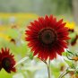 Red Sunflower, Helianthus Annuus Seed 300 PCS, Hong Xiangrikui