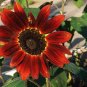 Red Sunflower, Helianthus Annuus Seed 300 PCS, Hong Xiangrikui