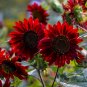 Red Sunflower, Helianthus Annuus Seed 300 PCS, Hong Xiangrikui