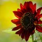 Red Sunflower, Helianthus Annuus Seed 300 PCS, Hong Xiangrikui