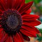 Red Sunflower, Helianthus Annuus Seed 300 PCS, Hong Xiangrikui