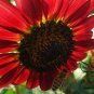 Red Sunflower, Helianthus Annuus Seed 300 PCS, Hong Xiangrikui