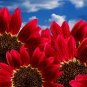 Red Sunflower, Helianthus Annuus Seed 300 PCS, Hong Xiangrikui