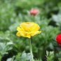 Ranunculus Asiaticus, Persian Buttercup Seed 1000 PCS, Hua Mao Gen