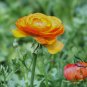 Ranunculus Asiaticus, Persian Buttercup Seed 1000 PCS, Hua Mao Gen