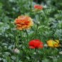 Ranunculus Asiaticus, Persian Buttercup Seed 1000 PCS, Hua Mao Gen