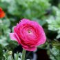 Ranunculus Asiaticus, Persian Buttercup Seed 1000 PCS, Hua Mao Gen