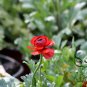 Ranunculus Asiaticus, Persian Buttercup Seed 1000 PCS, Hua Mao Gen