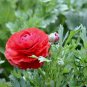 Ranunculus Asiaticus, Persian Buttercup Seed 1000 PCS, Hua Mao Gen