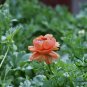 Ranunculus Asiaticus, Persian Buttercup Seed 1000 PCS, Hua Mao Gen