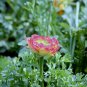 Ranunculus Asiaticus, Persian Buttercup Seed 1000 PCS, Hua Mao Gen