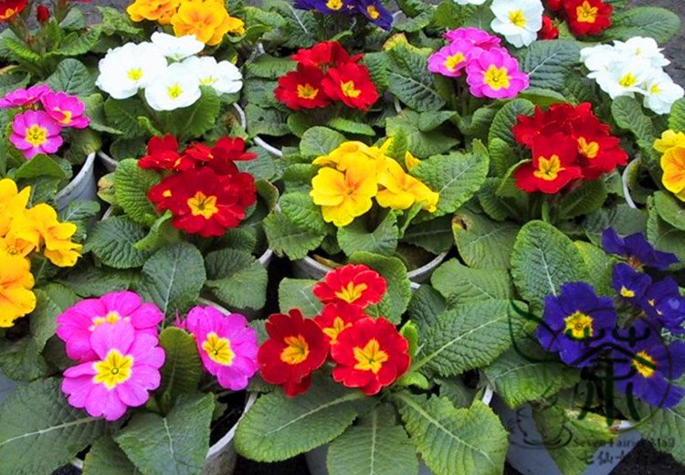 Primula Malacoides, Baby Primula Seed 2000 PCS, Bao Chunhua