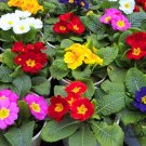 Primula Malacoides, Baby Primula Seed 2000 PCS, Bao Chunhua