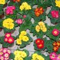 Primula Malacoides, Baby Primula Seed 2000 PCS, Bao Chunhua