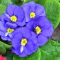 Primula Malacoides, Baby Primula Seed 2000 PCS, Bao Chunhua