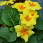 Primula Malacoides, Baby Primula Seed 2000 PCS, Bao Chunhua
