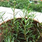 Portulaca Grandiflora, Moss Rose Seed 3000 PCS, Eleven O'Clock Taiyang Hua