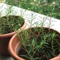 Portulaca Grandiflora, Moss Rose Seed 3000 PCS, Eleven O'Clock Taiyang Hua