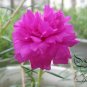 Portulaca Grandiflora, Moss Rose Seed 3000 PCS, Eleven O'Clock Taiyang Hua