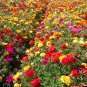 Portulaca Grandiflora, Moss Rose Seed 3000 PCS, Eleven O'Clock Taiyang Hua