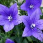 Platycodon Grandiflorus, Chinese Bellflower Seeds 2000 PCS, Jiegeng