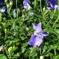 Platycodon Grandiflorus, Chinese Bellflower Seeds 2000 PCS, Jiegeng