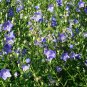 Platycodon Grandiflorus, Chinese Bellflower Seeds 2000 PCS, Jiegeng