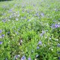 Platycodon Grandiflorus, Chinese Bellflower Seeds 2000 PCS, Jiegeng
