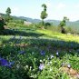 Platycodon Grandiflorus, Chinese Bellflower Seeds 2000 PCS, Jiegeng