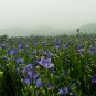Platycodon Grandiflorus, Chinese Bellflower Seeds 2000 PCS, Jiegeng