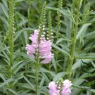 Physostegia Virginiana, False Dragonhead Seed 2000 PCS, Obedience Jia Longtou