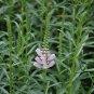 Physostegia Virginiana, False Dragonhead Seed 2000 PCS, Obedience Jia Longtou