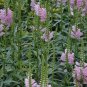 Physostegia Virginiana, False Dragonhead Seed 2000 PCS, Obedience Jia Longtou