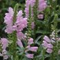 Physostegia Virginiana, False Dragonhead Seed 2000 PCS, Obedience Jia Longtou