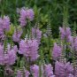 Physostegia Virginiana, False Dragonhead Seed 2000 PCS, Obedience Jia Longtou
