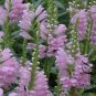 Physostegia Virginiana, False Dragonhead Seed 2000 PCS, Obedience Jia Longtou